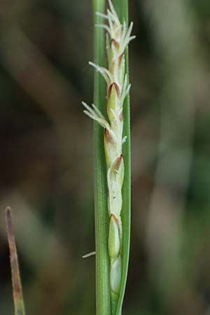 Carex panicea \ Hirse-Segge / Carnation Sedge, F Jura,  Charquemont 5.5.2023