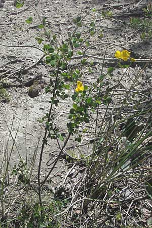 Cytisophyllum sessilifolium \ Sdlicher Geiklee, Blattstielloser Geiklee, F Castellane 12.5.2007