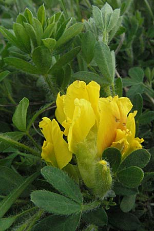 Cytisus supinus \ Niedriger Zwergginster, Kopf-Geiklee / Clustered Broom, F Dept. Aveyron,  Tiergues 15.5.2007