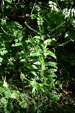 Cynoglossum germanicum \ Wald-Hundszunge, F Vogesen, Ruine Freundstein 21.6.2008