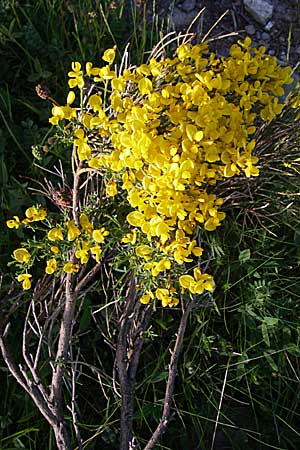 Cytisus oromediterraneus \ Abfhrender Geiklee / Andorra Broom, F Pyrenäen/Pyrenees, Eyne 25.6.2008