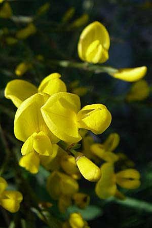 Cytisus oromediterraneus \ Abfhrender Geiklee / Andorra Broom, F Pyrenäen/Pyrenees, Eyne 25.6.2008