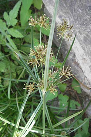 Cyperus longus \ Langstiges Zypergras, F Saint-Guilhem-le-Desert 1.6.2009