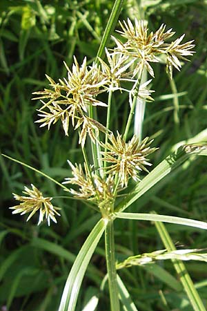 Cyperus longus \ Langstiges Zypergras, F Saint-Guilhem-le-Desert 1.6.2009