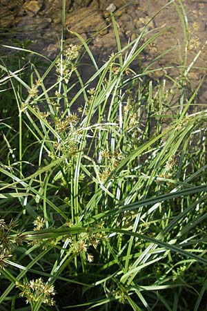 Cyperus longus \ Langstiges Zypergras, F Saint-Guilhem-le-Desert 1.6.2009