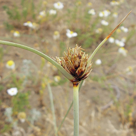 Cyperus capitatus \ Dnen-Zypergras / Capitate Galingale, F Sète 5.6.2009