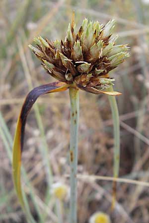 Cyperus capitatus \ Dnen-Zypergras / Capitate Galingale, F Sète 6.6.2009