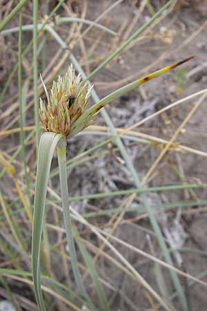 Cyperus capitatus \ Dnen-Zypergras / Capitate Galingale, F Sète 6.6.2009