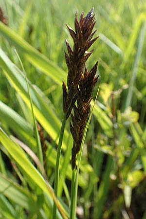 Carex disticha \ Zweizeilige Segge / Brown Sedge, Two-Ranked Sedge, F Valff 29.4.2016