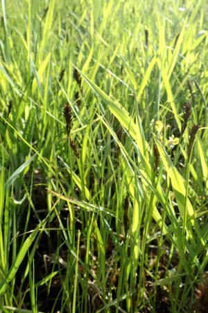 Carex disticha \ Zweizeilige Segge / Brown Sedge, Two-Ranked Sedge, F Valff 29.4.2016