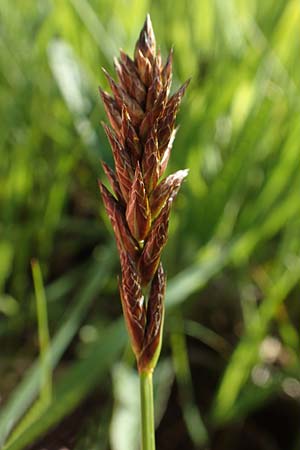 Carex disticha \ Zweizeilige Segge / Brown Sedge, Two-Ranked Sedge, F Valff 29.4.2016