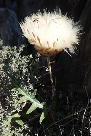 Rhaponticum coniferum / Pine-cone Thistle, Cone Knapweed, F Pyrenees, Sougia 23.7.2018