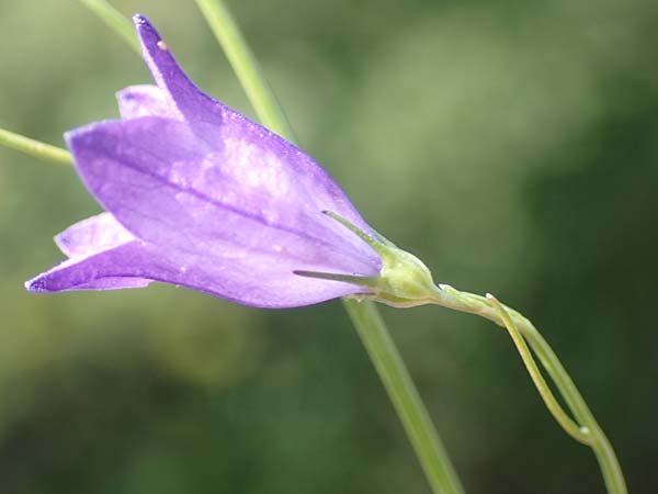 Campanula recta ? \ Aufrechte Glockenblume / Upright Bellflower, F Pyrenäen/Pyrenees, Saint-Martin du Canigou 25.7.2018