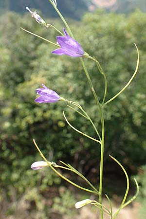 Campanula recta ? \ Aufrechte Glockenblume / Upright Bellflower, F Pyrenäen/Pyrenees, Saint-Martin du Canigou 25.7.2018