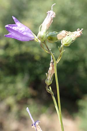 Campanula recta ? \ Aufrechte Glockenblume / Upright Bellflower, F Pyrenäen/Pyrenees, Saint-Martin du Canigou 25.7.2018