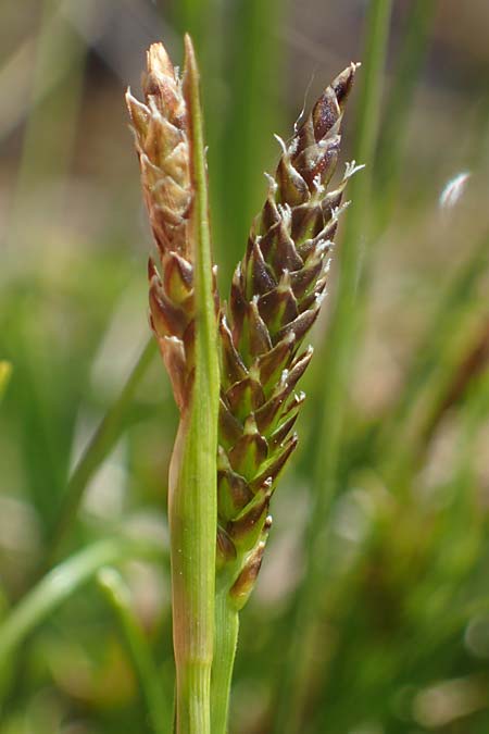 Carex hostiana ? \ Saum-Segge, Hosts Segge / Tawny Sedge, F Jura,  Bannans 5.5.2023