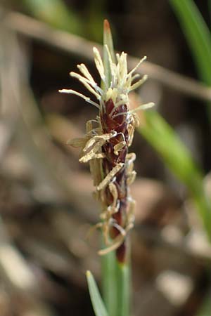 Carex panicea \ Hirse-Segge / Carnation Sedge, F Jura,  Bannans 5.5.2023