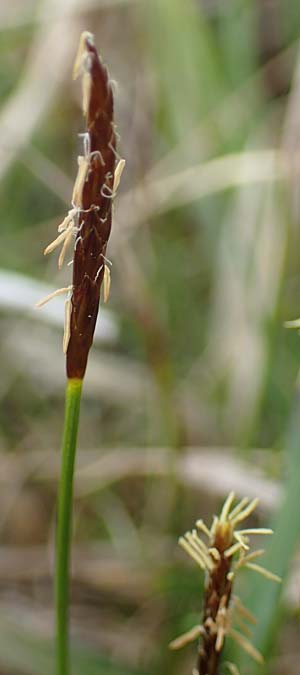 Carex davalliana \ Davalls Segge, Torf-Segge, F Jura,  Bannans 5.5.2023