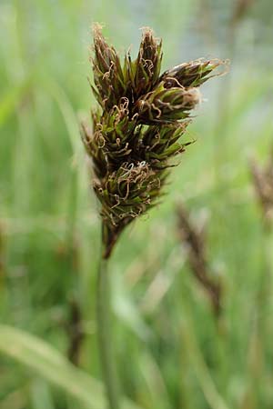 Carex lachenalii \ Lachenals Segge / Hare's-Foot Sedge, F Col de la Bonette 8.7.2016