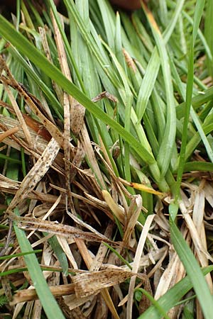 Carex lachenalii \ Lachenals Segge / Hare's-Foot Sedge, F Col de la Bonette 8.7.2016