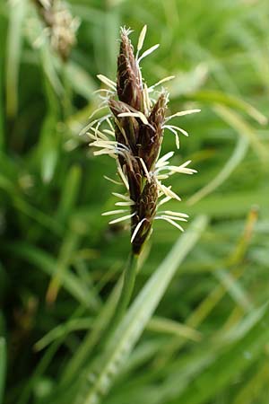 Carex lachenalii \ Lachenals Segge / Hare's-Foot Sedge, F Col de la Bonette 8.7.2016