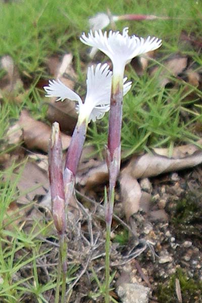 Dianthus spiculifolius \ Stngellose Nelke, Fransen-Nelke / Red Eye Pink, F Vogesen/Vosges, Botan. Gar.  Haut Chitelet 5.8.2008