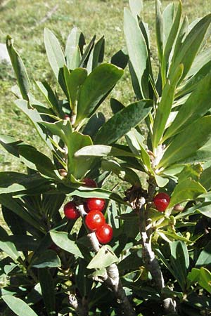 Daphne mezereum \ Seidelbast, F Pyrenäen, Eyne 9.8.2006