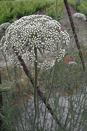 Daucus carota subsp. maritimus \ Strand-Mhre / Sea-Side Carrot, F Camargue 13.5.2007