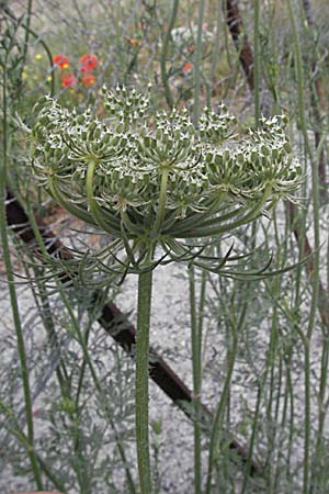 Daucus carota subsp. maritimus \ Strand-Mhre / Sea-Side Carrot, F Camargue 13.5.2007