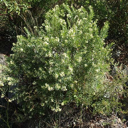 Daphne gnidium \ Herbst-Seidelbast, F Pyrenäen, Molitg-les-Bains 23.7.2018