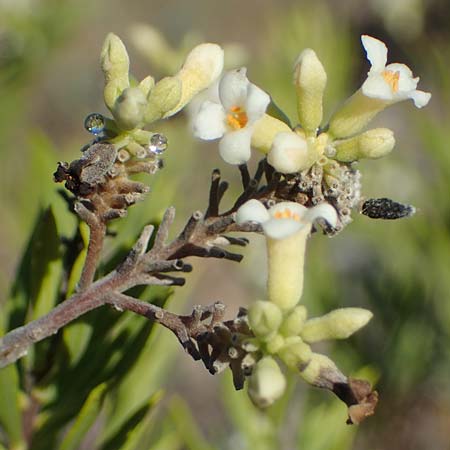 Daphne gnidium \ Herbst-Seidelbast / Autumn Daphne, F Martigues 8.10.2021