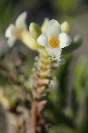 Daphne gnidium \ Herbst-Seidelbast, F Martigues 8.10.2021