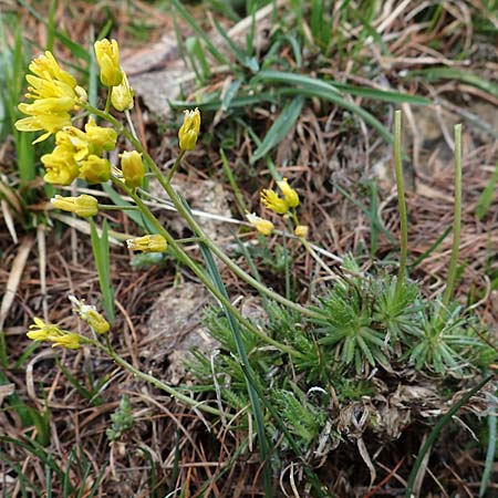 Draba aizoides \ Immergrnes Felsenblmchen, Felsen-Hungerblmchen / Yellow Whitlowgrass, F Col de Gleize 29.4.2023