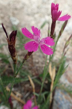 Dianthus deltoides \ Heide-Nelke, F Pyrenäen, Mont Llaret 31.7.2018