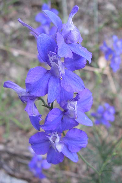 Delphinium ajacis / Larkspur, F Pyrenees, Olette 27.6.2008