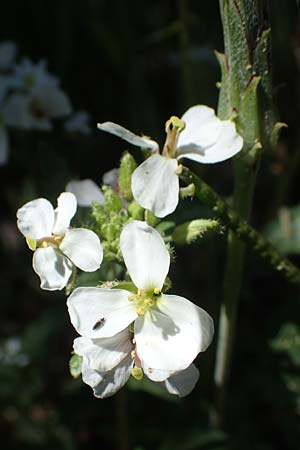 Diplotaxis erucoides \ Rauken-Doppelsame / White Wall Rocket, F Dept.  Var, Callian 2.5.2023