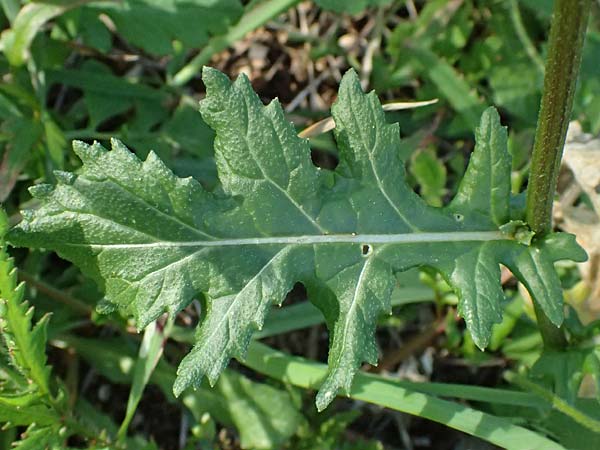 Diplotaxis erucoides \ Rauken-Doppelsame, F Le Luc 15.3.2024