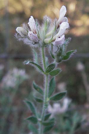 Lotus hirsutus / Canary Clover, F St. Martin-de-Crau 9.6.2006