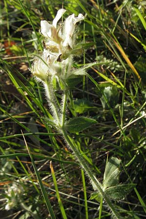 Lotus hirsutus / Canary Clover, F St. Martin-de-Crau 9.6.2006