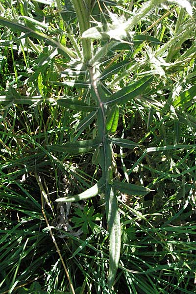 Cirsium vulgare ? \ Gewhnliche Kratzdistel, Lanzett-Kratzdistel, F Pyrenäen, Eyne 9.8.2006