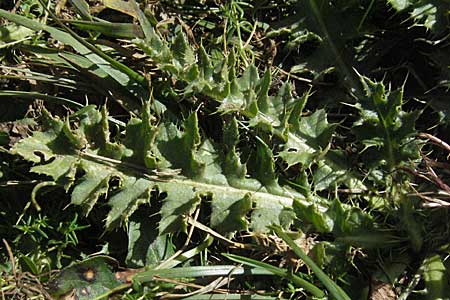 Cirsium acaule \ Stngellose Kratzdistel, F Pyrenäen, Eyne 9.8.2006