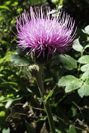 Cirsium monspessulanum / Montpellier Thistle, F Pyrenees, Eyne 9.8.2006