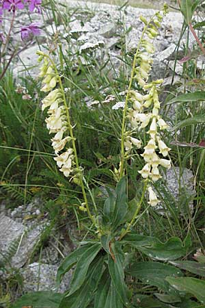 Digitalis lutea \ Gelber Fingerhut, Andorra Grau Roig 10.8.2006