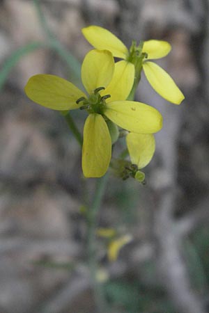 Coincya monensis subsp. montana \ Berg-Lacksenf / Mountain Wallflower Cabbage, F Pyrenäen/Pyrenees, Prades 12.8.2006