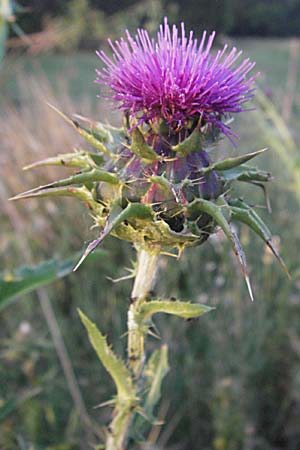 Silybum marianum \ Marien-Distel / Milk Thistle, F St. Martin-de-Crau 13.5.2007