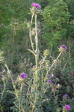 Silybum marianum / Milk Thistle, F St. Martin-de-Crau 13.5.2007