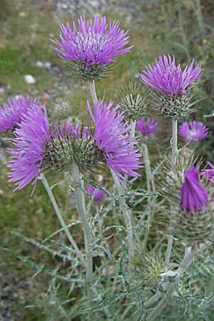 Galactites tomentosa \ Milchfleck-Distel, F Camargue 13.5.2007