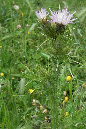 Carduus tenuiflorus / Slender Thistle, F Severac-le-Chateau 16.5.2007