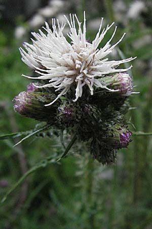 Cirsium palustre / Marsh Thistle, F Pradelles 16.5.2007