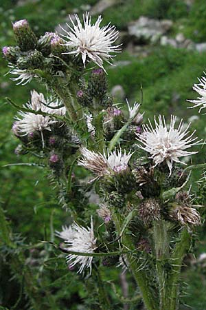 Cirsium palustre \ Sumpf-Kratzdistel, F Pradelles 16.5.2007